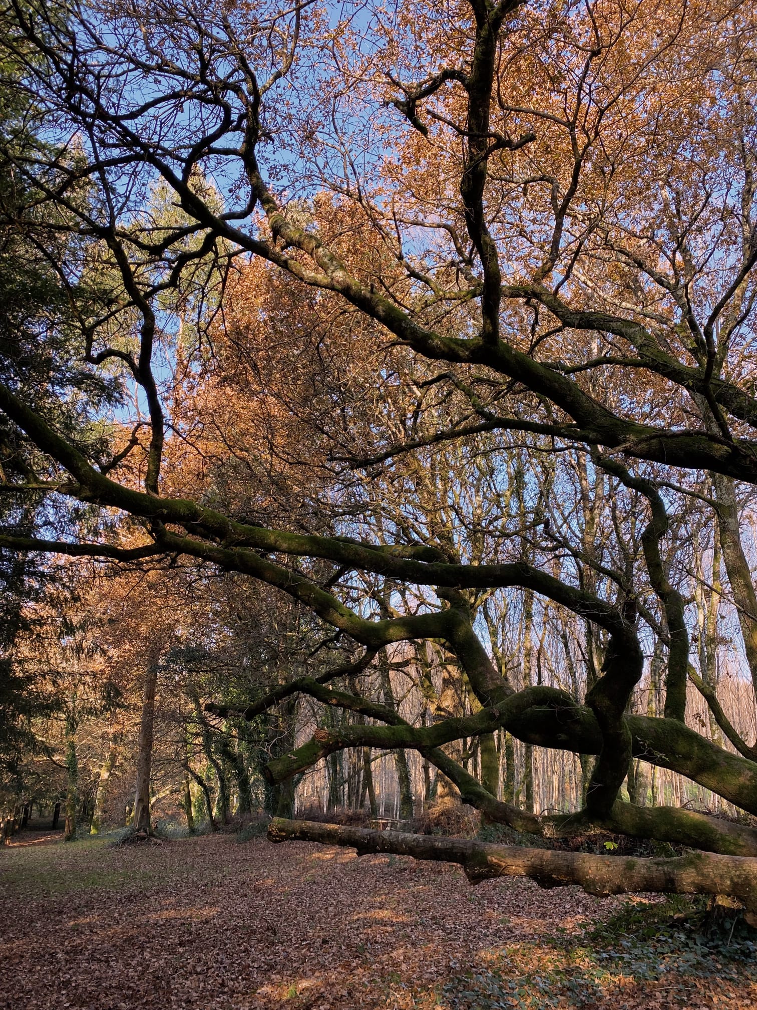 Miniatura Conocer y amar los árboles tiene premio en CABANAS DA ULLA